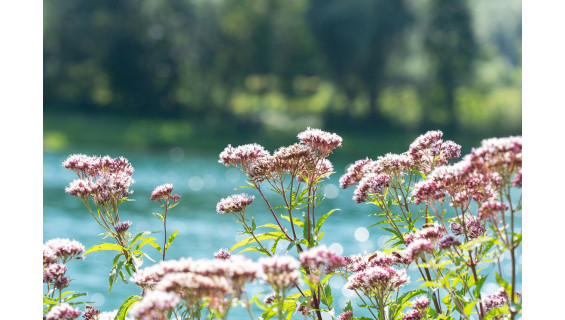  Valerian: the natural help against insomnia